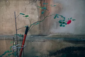 Hidden Garden artwork