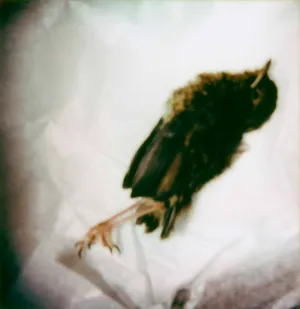 Himmelskörper artwork