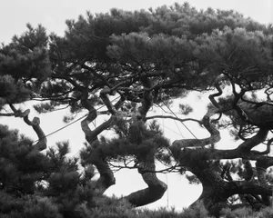 How to (Un)Name a Tree artwork