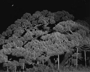 How to (Un)Name a Tree artwork