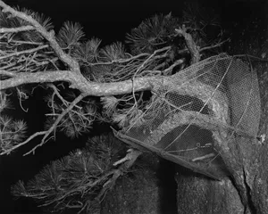 How to (Un)Name a Tree artwork