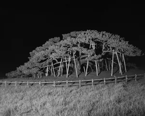 How to (Un)Name a Tree artwork