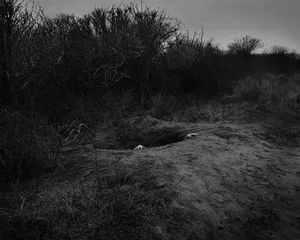I saw a tree bearing stones in the place of apples and pears artwork