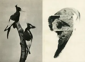 Ícaro artwork