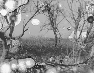 In a Pupa: relearning photography from a non-human perspective artwork