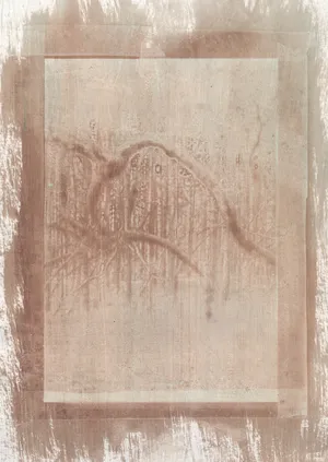 In a Pupa: relearning photography from a non-human perspective artwork