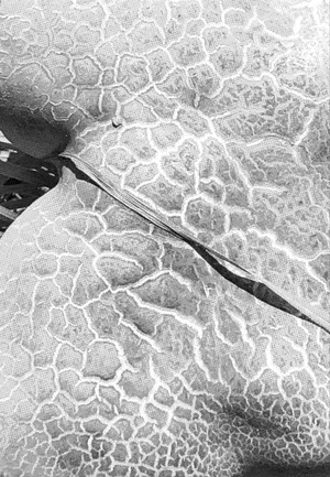 In a Pupa: relearning photography from a non-human perspective artwork