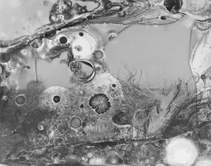 In a Pupa: relearning photography from a non-human perspective artwork