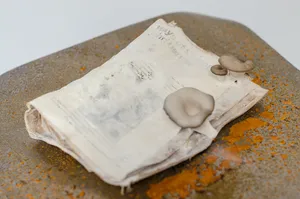 In a Pupa: relearning photography from a non-human perspective artwork
