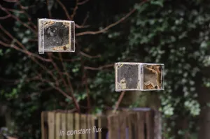 In a Pupa: relearning photography from a non-human perspective artwork