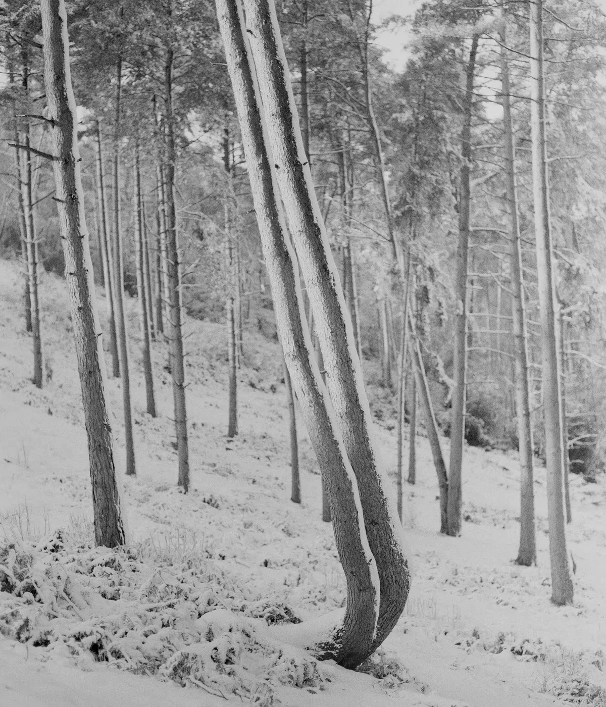 Ana Zibelnik: Photography serves me as a research tool, even more than as an expressive one