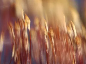 Microbiomes
