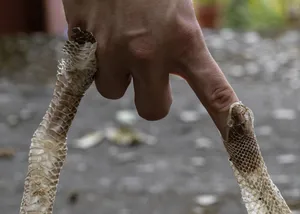 Knots artwork