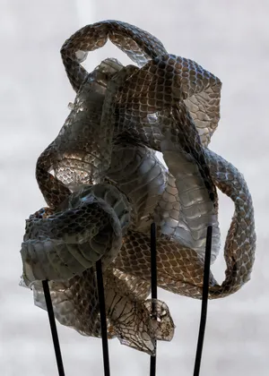 Knots artwork