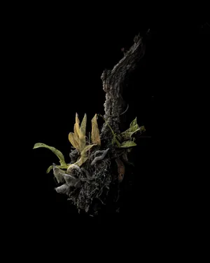LAS FLORES MUEREN DOS VECES artwork