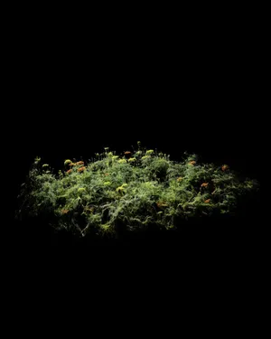 LAS FLORES MUEREN DOS VECES artwork