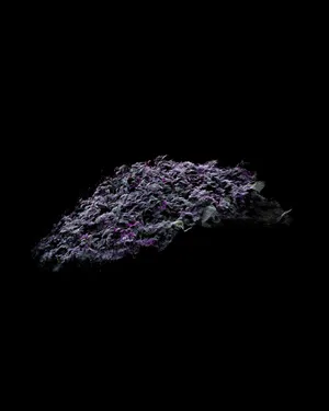LAS FLORES MUEREN DOS VECES artwork