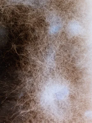 Les Ombres de nos constellations artwork