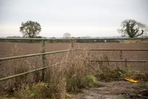 Loopies Field artwork