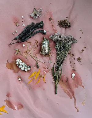 Morphologies artwork
