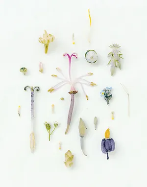 Morphologies artwork