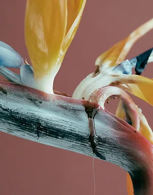 Morphologies artwork