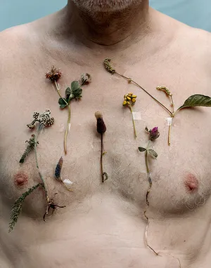 Morphologies artwork