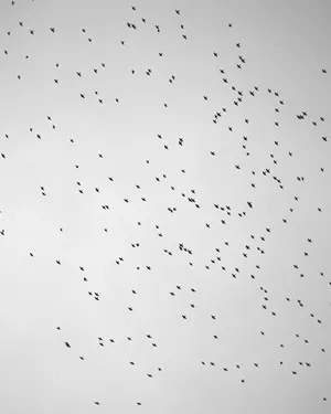 Murmurations artwork