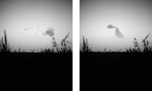 Murmurations artwork