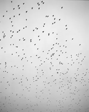Murmurations artwork