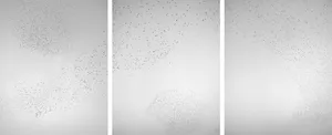 Murmurations artwork