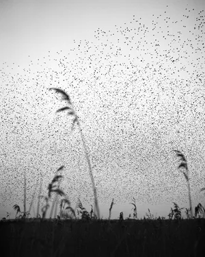 Murmurations artwork