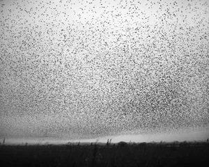 Murmurations artwork