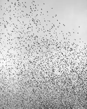 Murmurations artwork