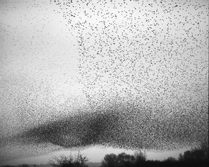 Murmurations artwork