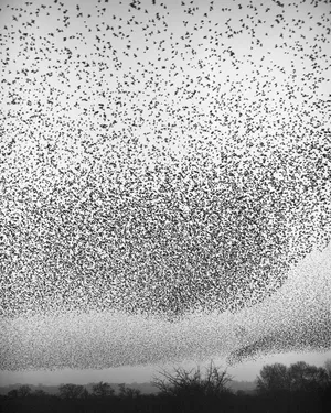Murmurations artwork