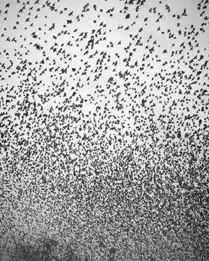 Murmurations