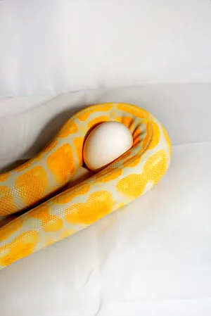 Neither a beginning nor an end. Or to examine an egg artwork