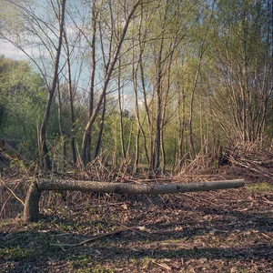 Népsziget artwork