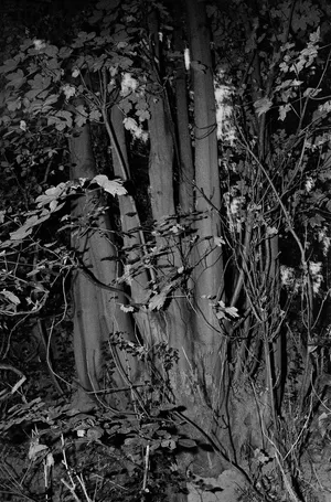 Noctuary artwork