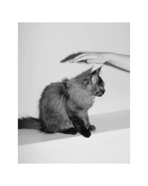 Oï artwork