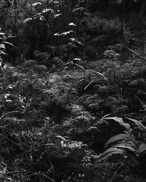 Peat Ontologies artwork