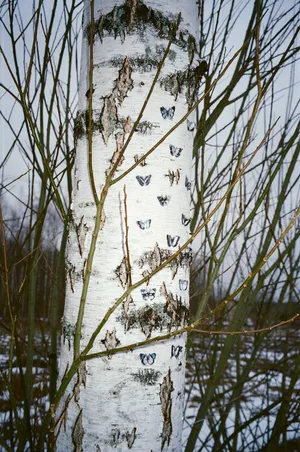 Pond House artwork
