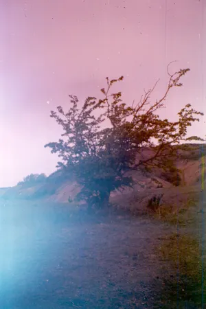 Primary Succession artwork