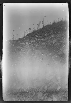 Primary Succession artwork