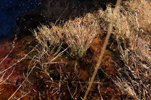Refractions artwork