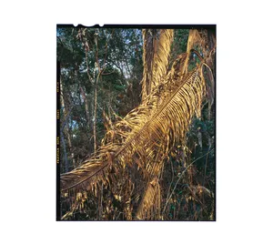 Rondônia artwork