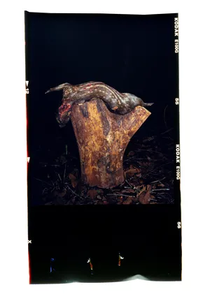 Rondônia artwork