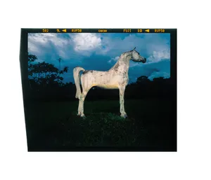 Rondônia artwork