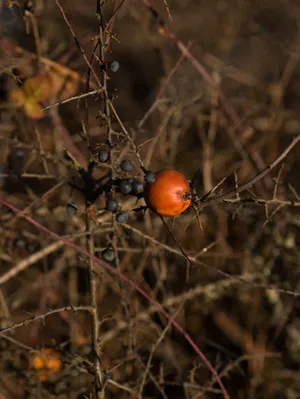 Rosa Canina artwork